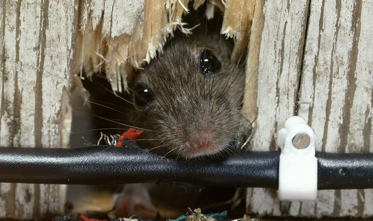 4 přírodní vůně, které v zimě ochrání váš dům před hlodavci