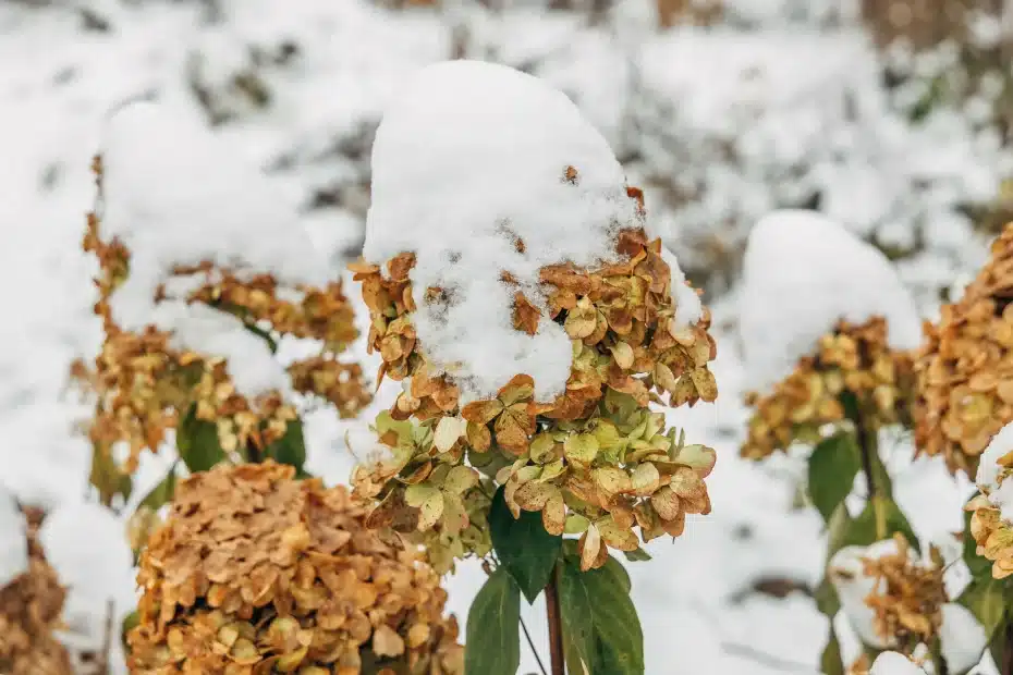 Dies muss im Februar mit Hortensien gemacht werden, sonst überleben die Büsche den Frühling 2026 nicht.