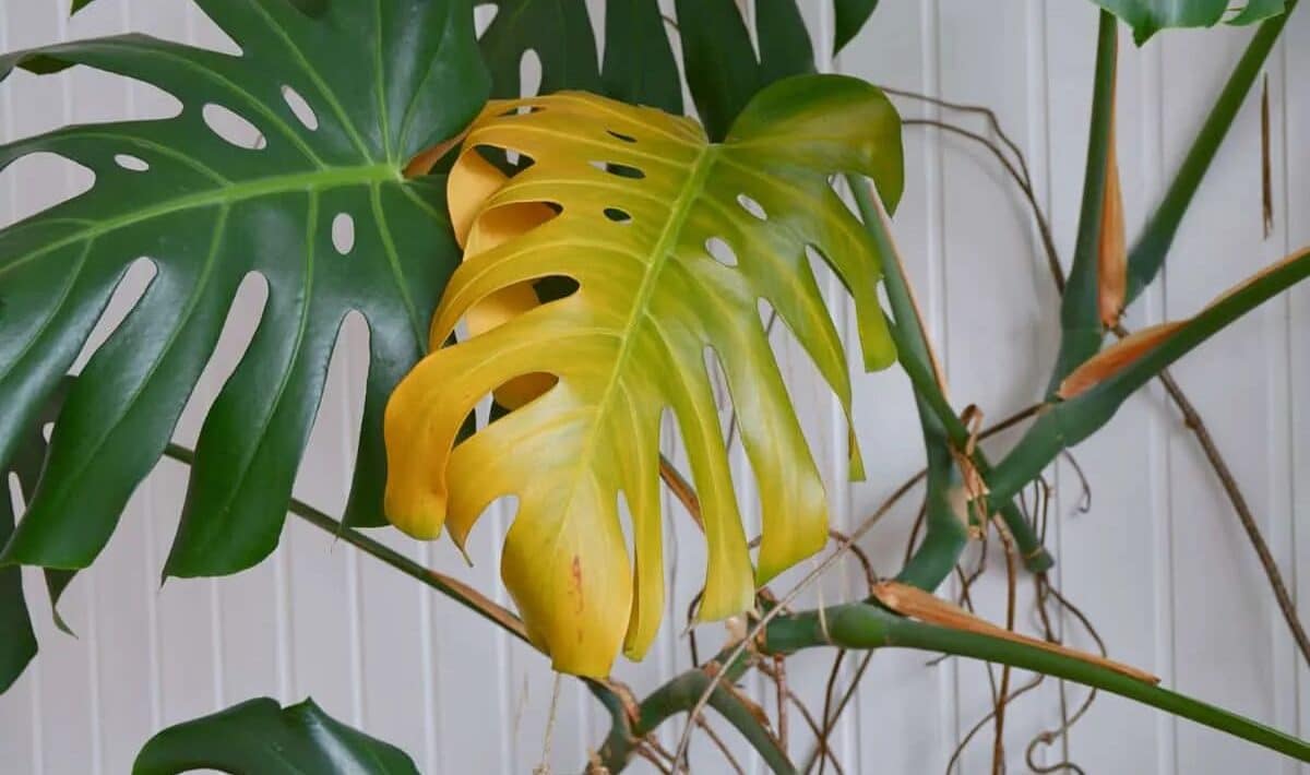 Nzalévejte monstera jako obvykle. Jeden trik vám pomůže zachránit její listy.