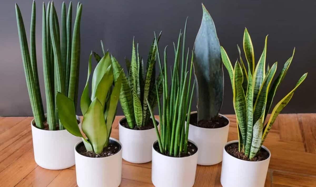 Sansevieria je „železná rostlina“. V zimě však trpí častou chybou.