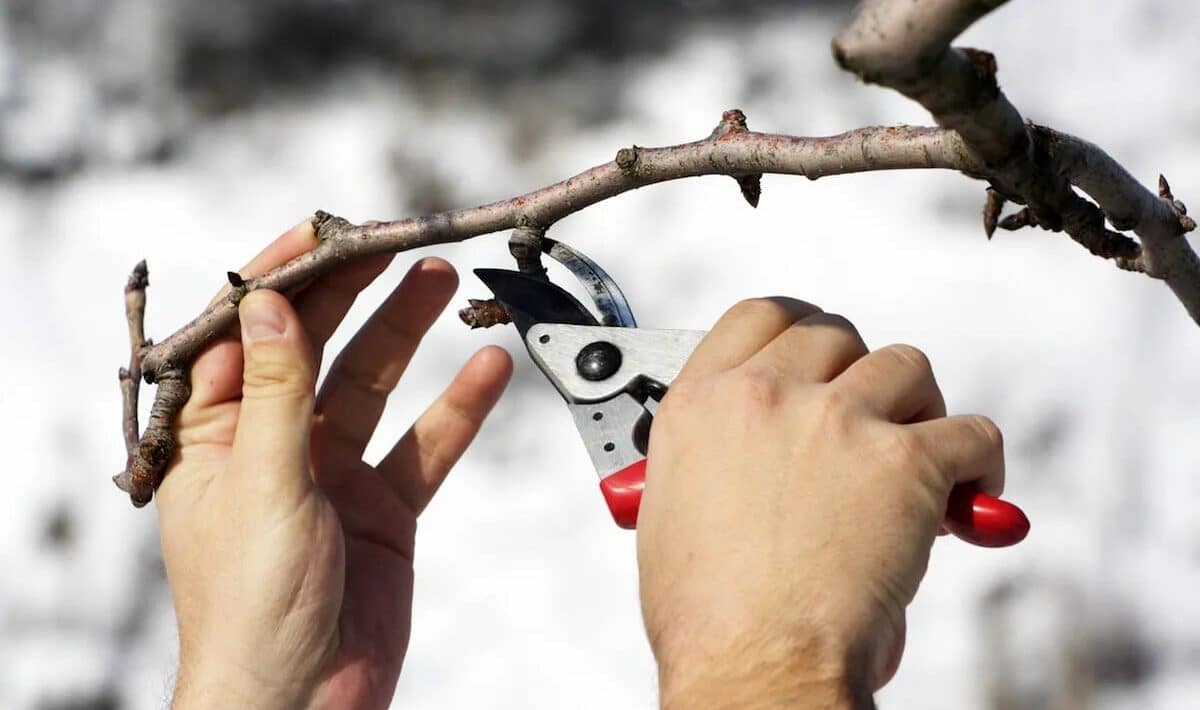 Aby se předešlo nepříjemným následkům na jaře, je třeba těchto 5 rostlin v lednu prořezat.