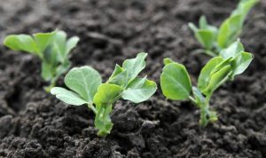 Sítí na konci ledna je to dobré: jednoduché, rychlé, motivující.