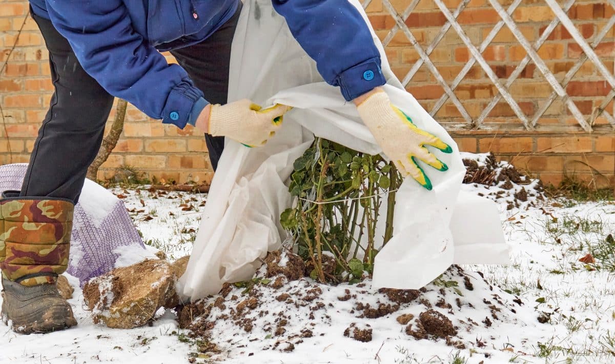 Proč zkušení zahradníci tajně schovávají své staré svetry v zahradě a už se nikdy nemusí bát mrazu?