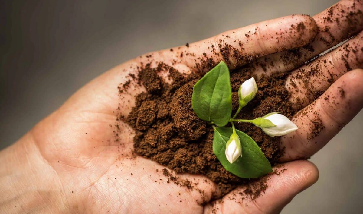Proč byste nikdy neměli vyhazovat kávovou sedlinu: přírodní stimulátor růstu pro vaši zahradu