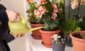 Ani kávová sedlina, ani vaječné skořápky: domácí hnojivo, považované za „zelené zlato“, vám pomůže oživit rostliny a stimulovat jejich růst.