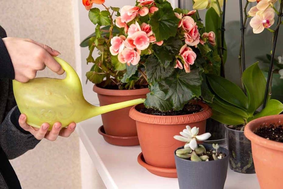 Ani kávová sedlina, ani vaječné skořápky: domácí hnojivo, považované za „zelené zlato“, vám pomůže oživit rostliny a stimulovat jejich růst.