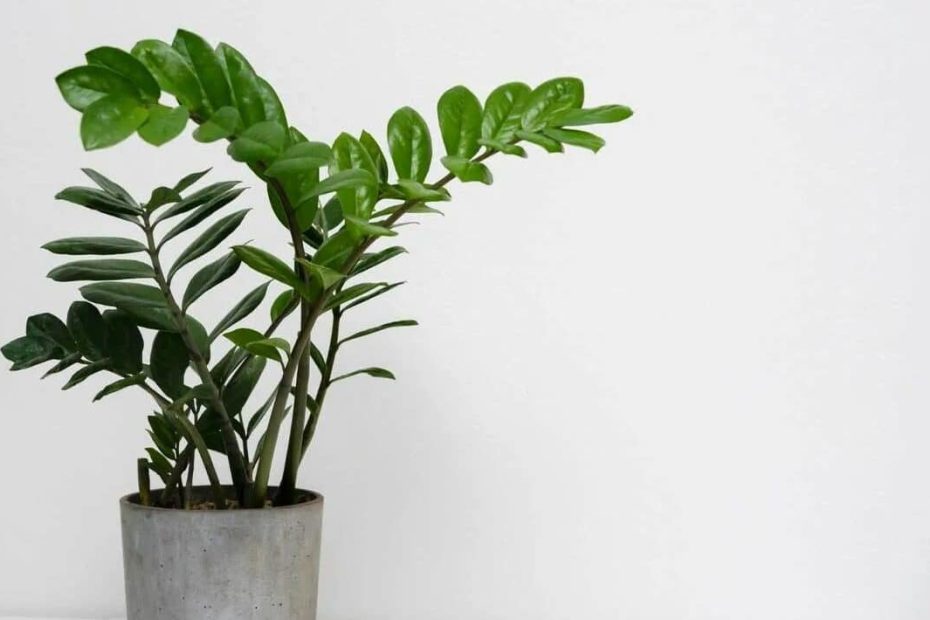 V­sypte to do květináče a promíchejte se zeminou. Zamiokulkas přestane žloutnout a vyžene spoustu nových listů i v zimě