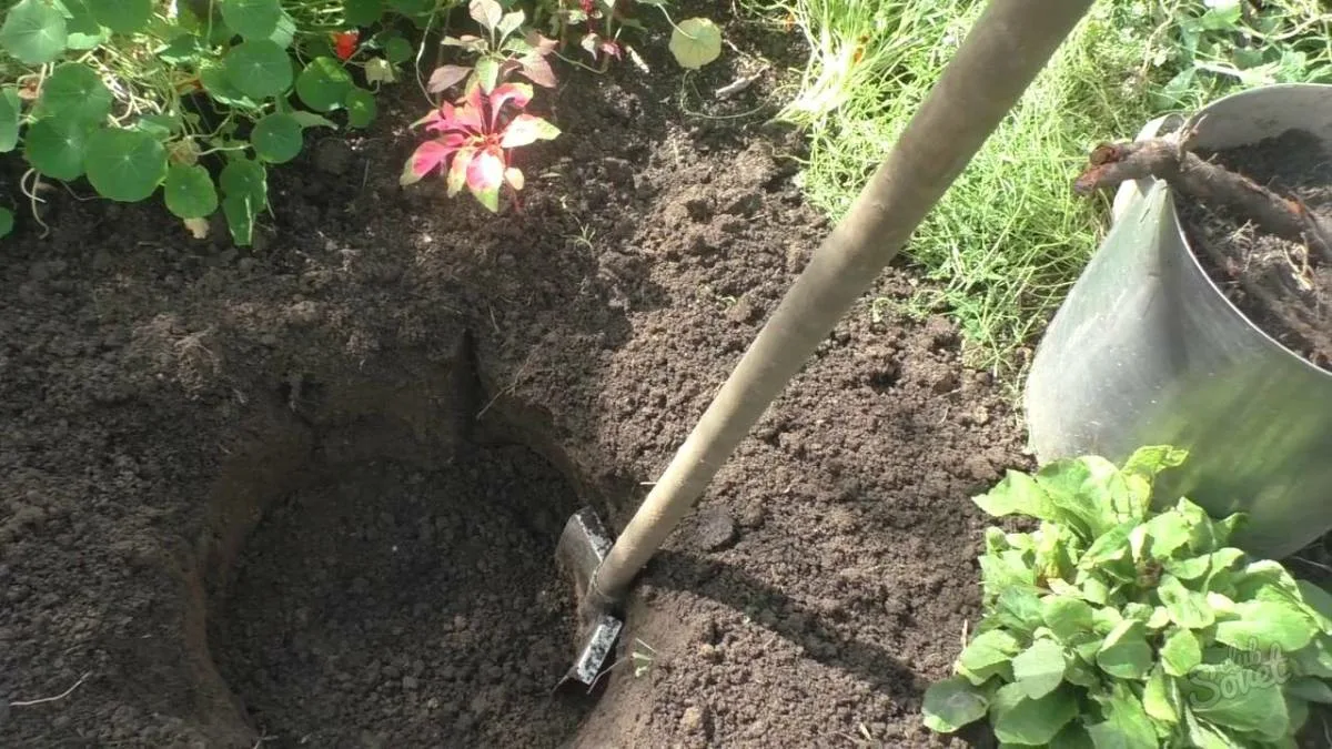 Spektakuläre Blüten, die bis zu 120 Tage halten. Pflanzen Sie diesen Strauch anstelle von Hortensien