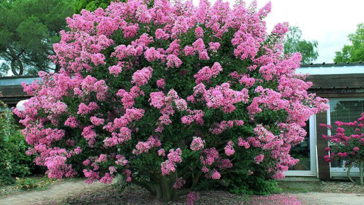 Spektakuläre Blüten, die bis zu 120 Tage halten. Pflanzen Sie diesen Strauch anstelle von Hortensien