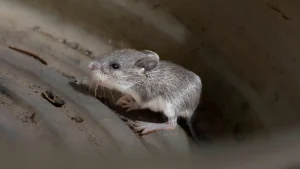 werden Sie Mäuse in Ihrem Haus los