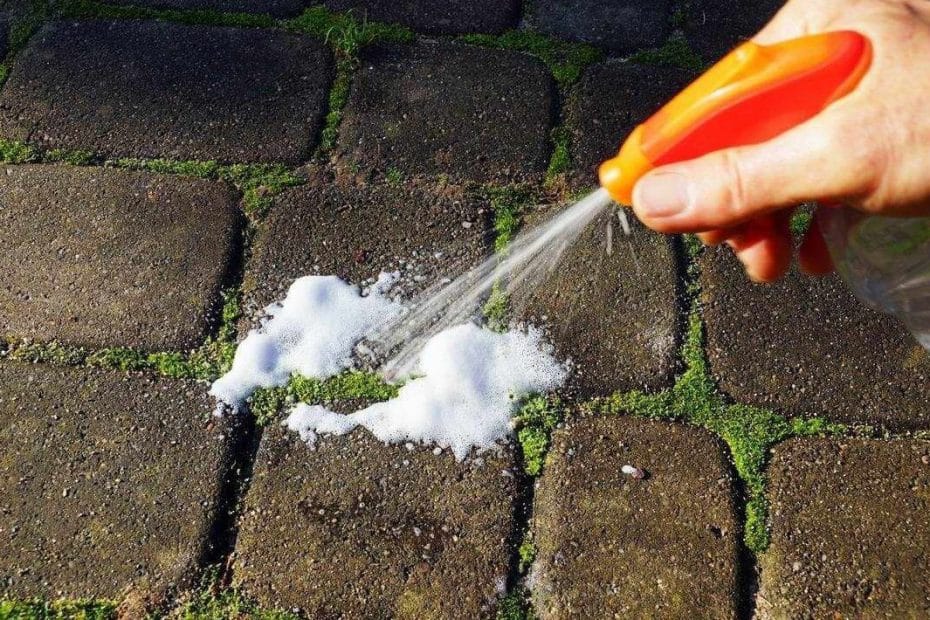 Nalijte do květináče 4 sklenice vody a udělejte to v únoru. Mech na kostce zmizí dříve, než stihnete vytáhnout štětec.